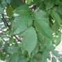 Carpinus betulus ‘A. Beeckman'